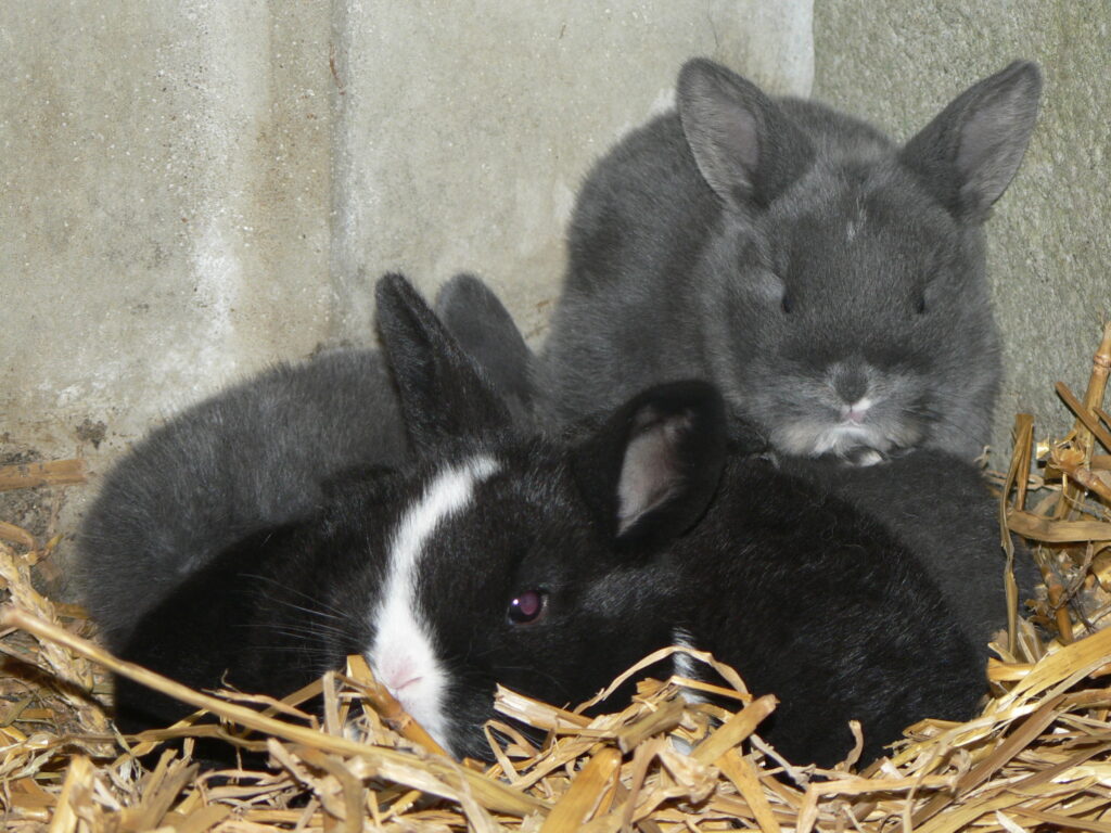 Animaux lapins Ferme de Toijolle Mettet Wallonie